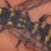 tattoo galleries/ - hornet